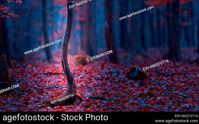 Magical fairy tale forest with fallen leaves in autumn