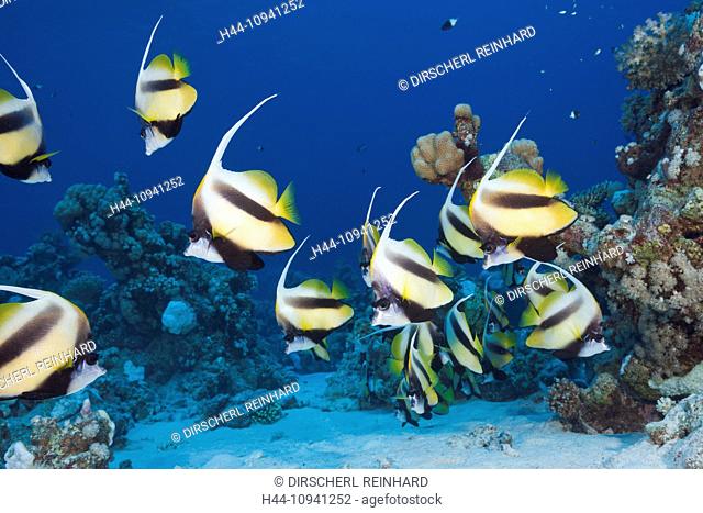Red Sea Bannerfish, Bannerfish, Bannerfishes, Heniochus, Butterflyfish, Butterflyfishes, Chaetodontidae, Perciformes, Chordata, Coralfish, Coralfishes