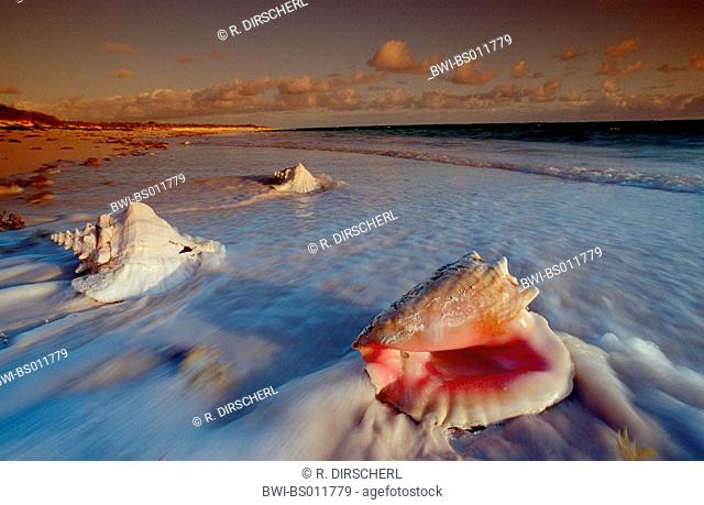 conch shells, stranded at beach, The Bahamas, Cat Island