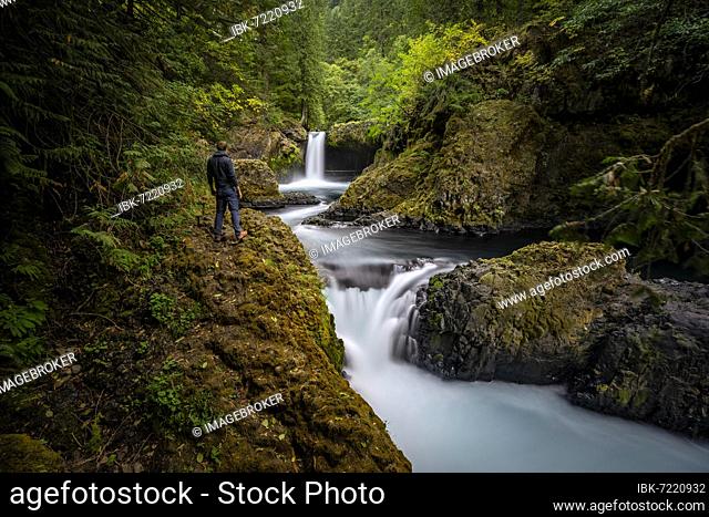 Young man looking into the distance, Spirit Falls, waterfall flowing over ledge, basalt rock, long exposure, autumn dense forest, Washington, USA, North America