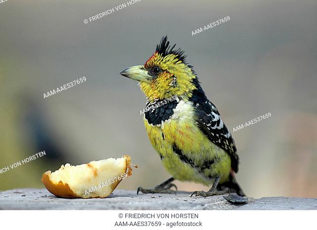 Male Crested Barbet sitting on rock. An aggressive bird with a call that sounds like an alarm clock going off. Common in southern Africa