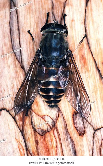 large horsefly Tabanus bovinus, sitting