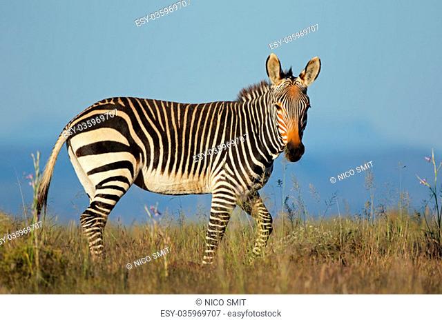 Cape mountain zebra (Equus zebra) in grassland, Mountain Zebra National Park, South Africa