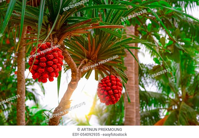 Pandanus tectorius tree with ripe hala fruit on blur background of coconut tree at tropical beach with sunlight. Tahitian screwpine branch and red fruit on...