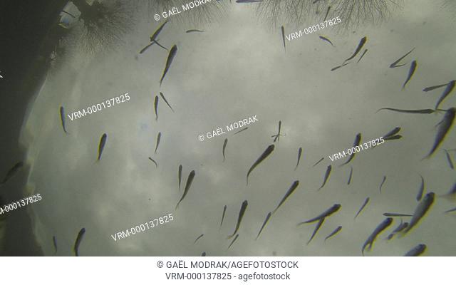 Numerous small fishes seen from the river in the Rhône river in france