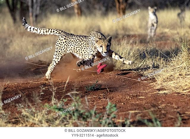 Cheetah (Acinonyx jubatus) [Captive] chasing lure for exercise - AfriCat Foundation, Okonjima Nature Reserve, Namibia, Africa
