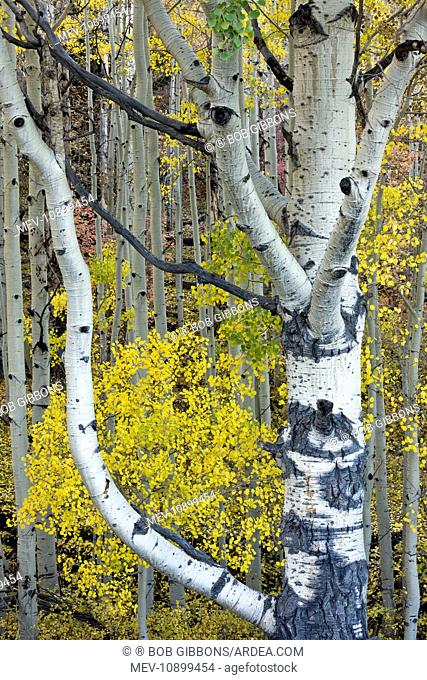 Quaking Aspen trunks - with autumn colour (Populus tremuloides). Manti La Sal mountains - Utah - USA