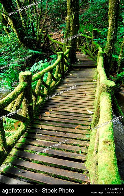 Wooden bridge in to the jungle background