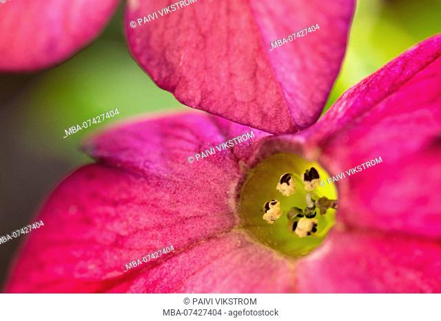 Nicotiana sanderae, flowering tobacco, extreme macro