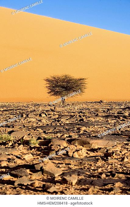 Mauritania, Adrar, Chinguetti area, Leguerara, sand dune
