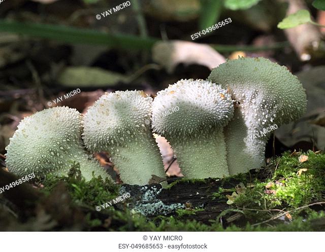 Mushrooms growing in the autumn forest. Lycoperdon perlatum