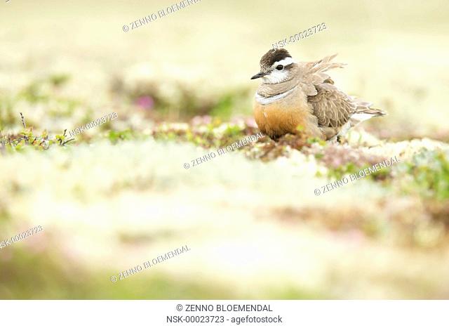 Eurasian Dotterel (Charadrius morinellus) female standing in habitat with fluffed-up feathers, Norway, Sor-Trondelag