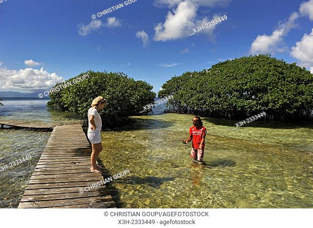 exploring mangrove, Grand Cul-de-sac Marin, Vieux-Bourg, Morne-a-l'eau, Grande-Terre, Guadeloupe, overseas region of France, Leewards Islands, Lesser Antilles
