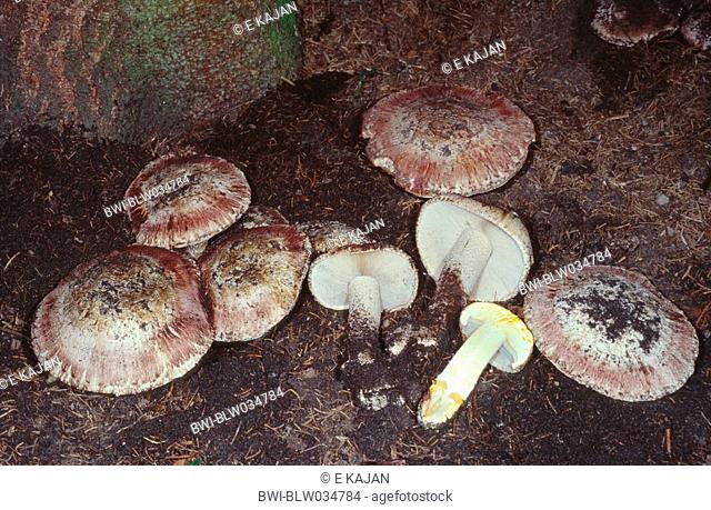 mushroom Agaricus geesteranii, group at the forest ground, Germany, Lower Rhine
