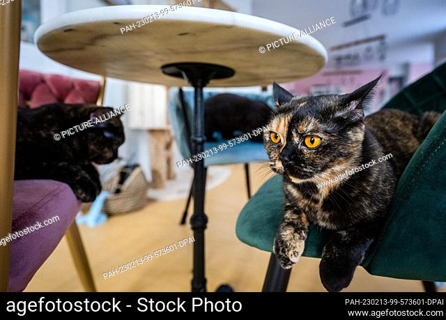 PRODUCTION - 09 February 2023, Saxony, Chemnitz: Three cats lie on chairs in the cat lounge ""Ciao Mau"" in Chemnitz. On February 15