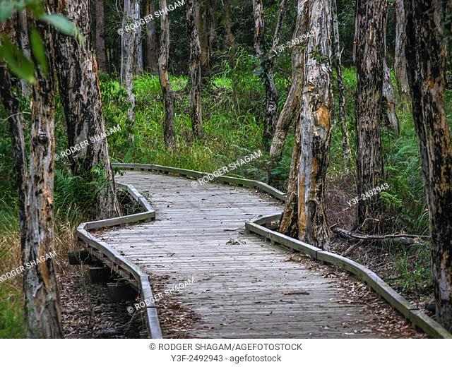 A boardwalk or wooden walkway through a mangrove swamp in Brisbane, Australia