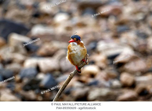 Malachite Kingfisher (Alcedo cristata) perched on branch, Kruger National Park, South Africa | usage worldwide. - /South Africa/South Africa