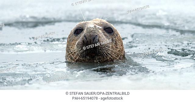 A gray seal looks on from a frozen ice hole the frozen Stralasund lagoon between Stralsund and Greifswald in Germany, 20 January 2016