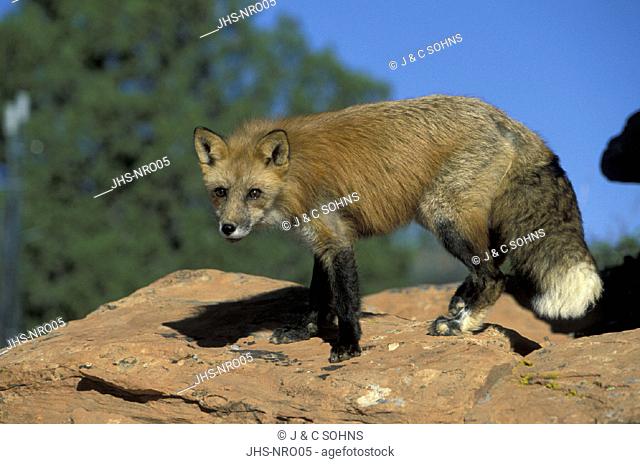 American Red Fox , Vulpus fulva , Utah , USA , Adult male on rock