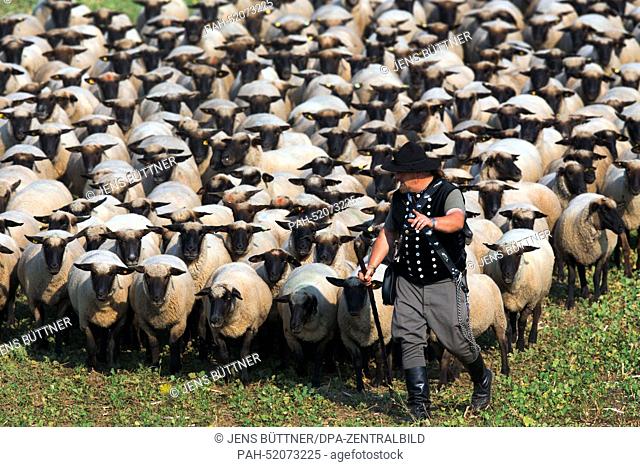 Master shepherd Riko Noeller starts the course with almost 300 sheep at the Bundesleistungshueten for Shepherds competition in Lohmen,  Germany