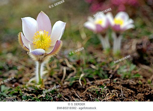 spring anemone, pasque flower (Pulsatilla vernalis), blooming, Italy, Dolomites
