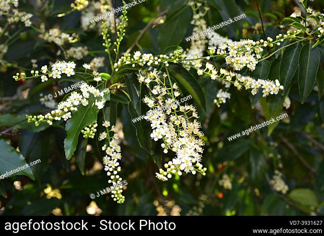 Portugal laurel or hija (Prunus lusitanica) is an evergreen small tree Native to Spain, Portugal, southwestern France, Morocco and Macaronesia