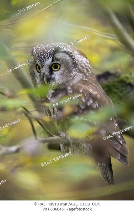 Beautiful Boreal Owl / Tengmalm's Owl (Aegolius funereus) sitting in a tree in midst of autumnal colored yellow leaves carefully watching around