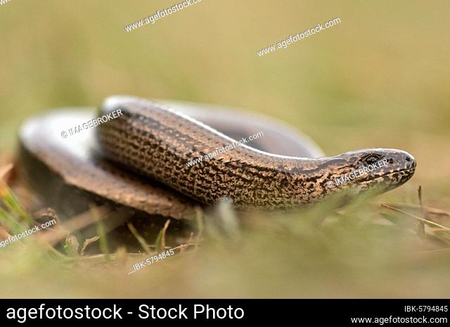 Slow worm (Anguis fragilis) meandering through a meadow, Bavaria, Germany, Europe