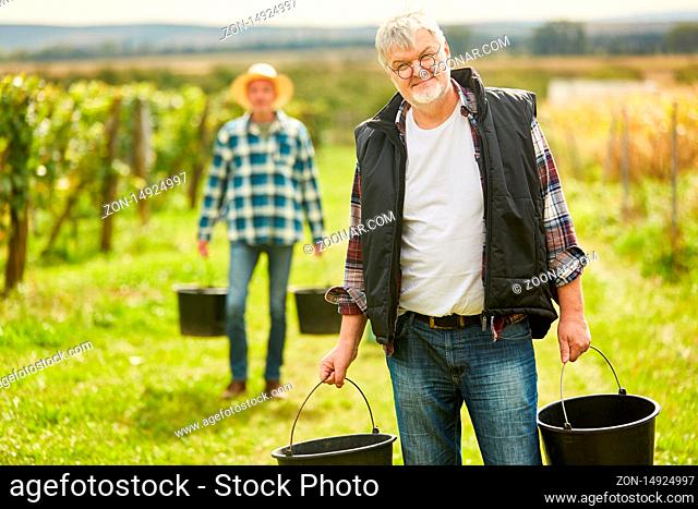Weinbauer und Erntehelfer mit Eimer bei der Weinlese im Herbst im Weinberg