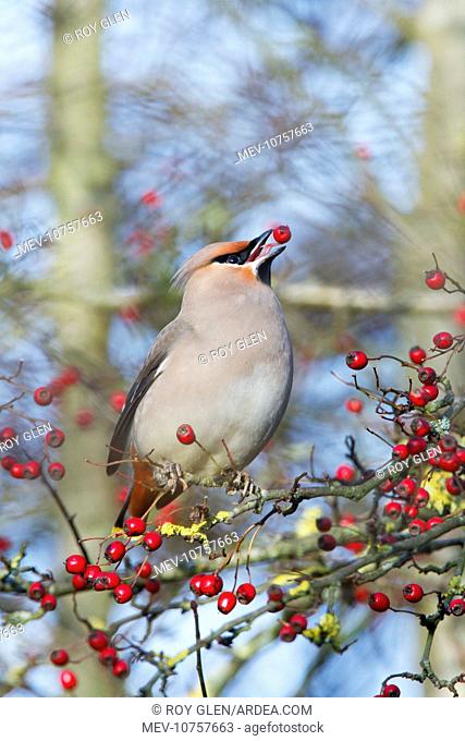 Waxwing (Bohemian) - Eating hawthorn berry and showing the tongue (Bombycilla garrulus)