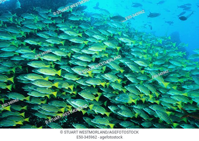 School of blue-striped snappers, Galapagos Islands
