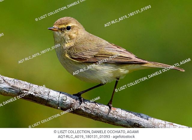Common Chiffchaff perched on twig, Common Chiffchaff, Phylloscopus collybita