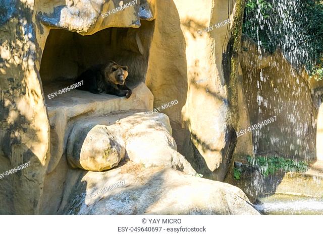 brown grizzly bear sitting in his cave in the mountains with a beautiful waterfall