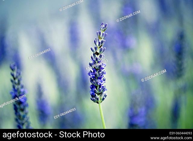 Close Up of Beautiful Lavender blooming in early summer on a sunny day with soft background bokeh