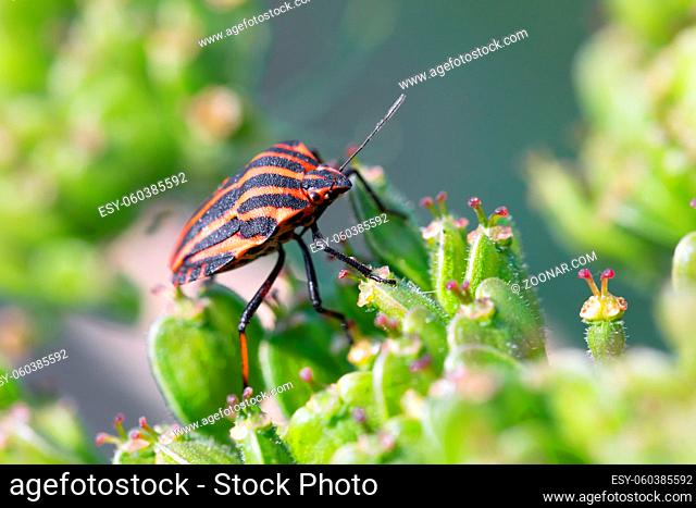 bug graphosoma lineatum - striped beetles in forest on green plant. Europe, Czech Republic wildlife