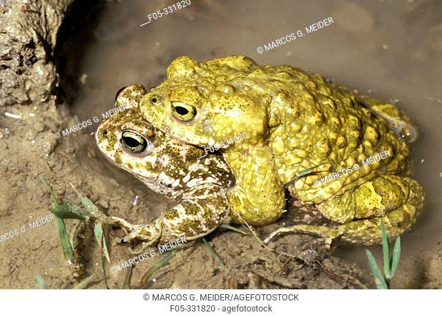 Natterjack toad (Bufo calamita). Pair mating