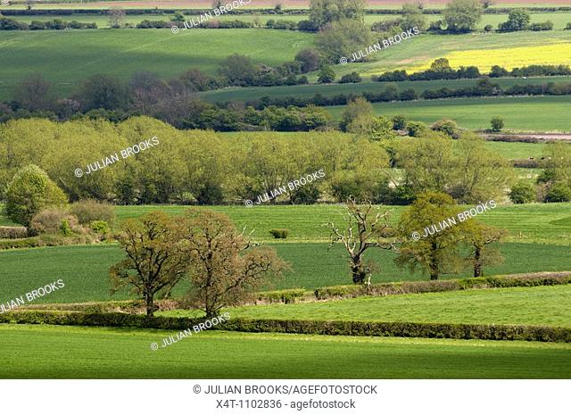 Fields in the cotswolds, Looking across the Cherwell valley in Spring