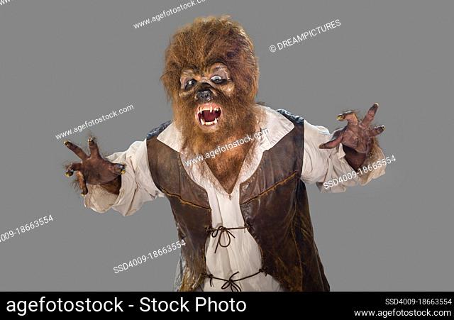 Portrait of a Werewolf Wolfman screaming and showing fangs. Man in Halloween costume on gray background