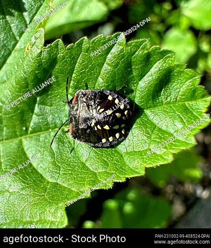 PRODUCTION - 25 September 2023, Saarland, Saarbrücken: A green rice bug (Nezara viridula) sits on a leaf in a garden. According to nature experts and...