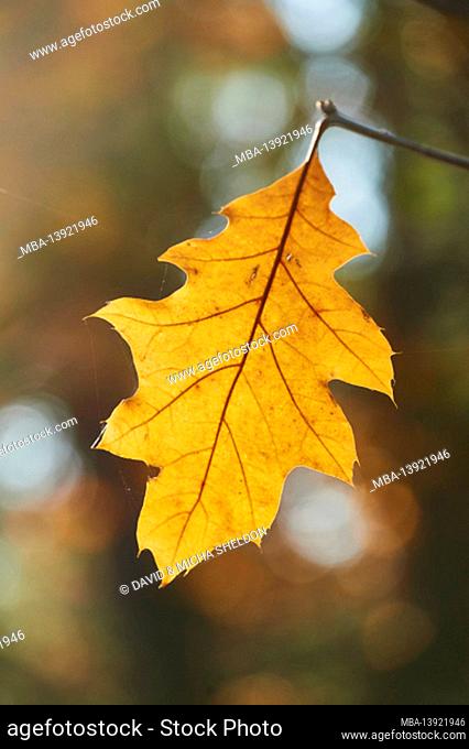 Pointed-leaved maple or Norway maple (Quercus rubra) leaf in autumn, Bayern, Deutschland