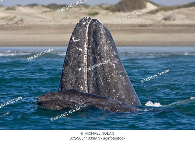 California Gray Whale mother Eschrichtius robustus spy-hopping with her calf right beside her in Magdalena Bay near Puerto Lopez Mateos on the Pacific side of...