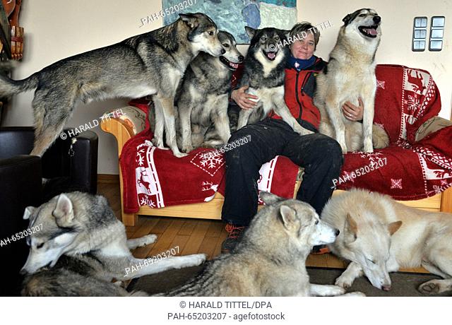 Sledge driver Gabi Lames poses with her sledge dogs following an excursion in a room of her house in Hillesheim, Germany, 14 January 2016