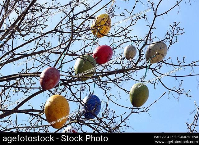 17 April 2022, Saxony-Anhalt, Wernigerode: Colorful Easter eggs hang in a tree at the Christianental Wildlife Park. In bright sunshine