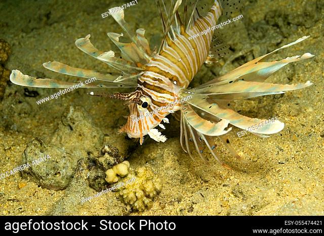 Lionfish, Coral Reef, Red Sea, Egypt, Africa