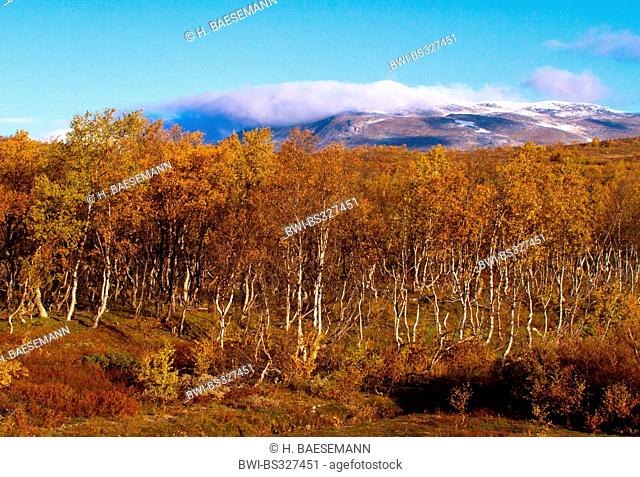 common birch, silver birch, European white birch, white birch (Betula pendula, Betula alba), autumn birch forest on the Saltfjell, Norway, Nordland, Saltfjell