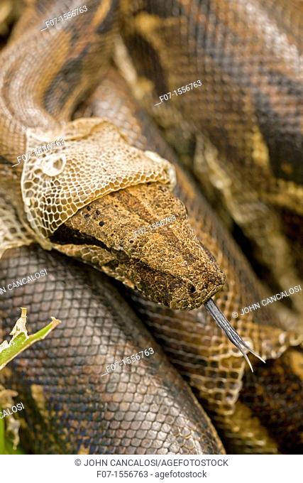 Boa constrictor (Boa constrictor) - Costa Rica- Tropical rainforest - Guanacaste National Park - shedding skin