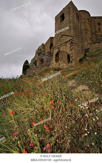 spain, Aragón, Huesca, Castillo de Loarre, flower meadow, Europe, destination, sight, castle, fortress, cloister, Romance, castle walls, architecture