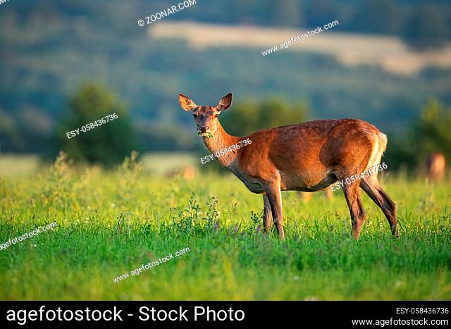 Red deer hind with warm light on a summer evening facing camera with copyspace. Female wild mammal animal standing on green grass field with selective focus