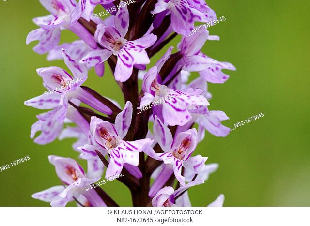 Heath spotted-orchid Dactylorhiza maculata, subsp  fuchsii blooming in Naturpark Altmuehltal - Bavaria/Germany