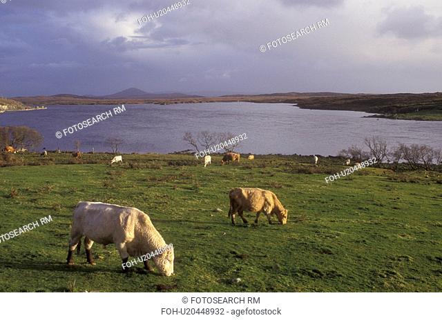 Europe, Republic of Ireland, Ireland, Cows grazing in a lush green pasture in Connemara in County Galway
